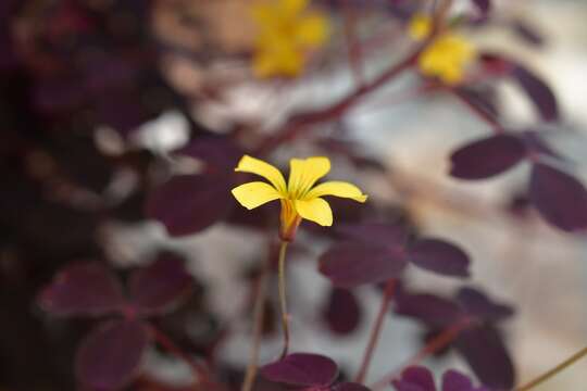 Imagem de Oxalis spiralis G. Don