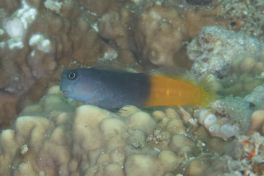 Image of Bicolor Blenny