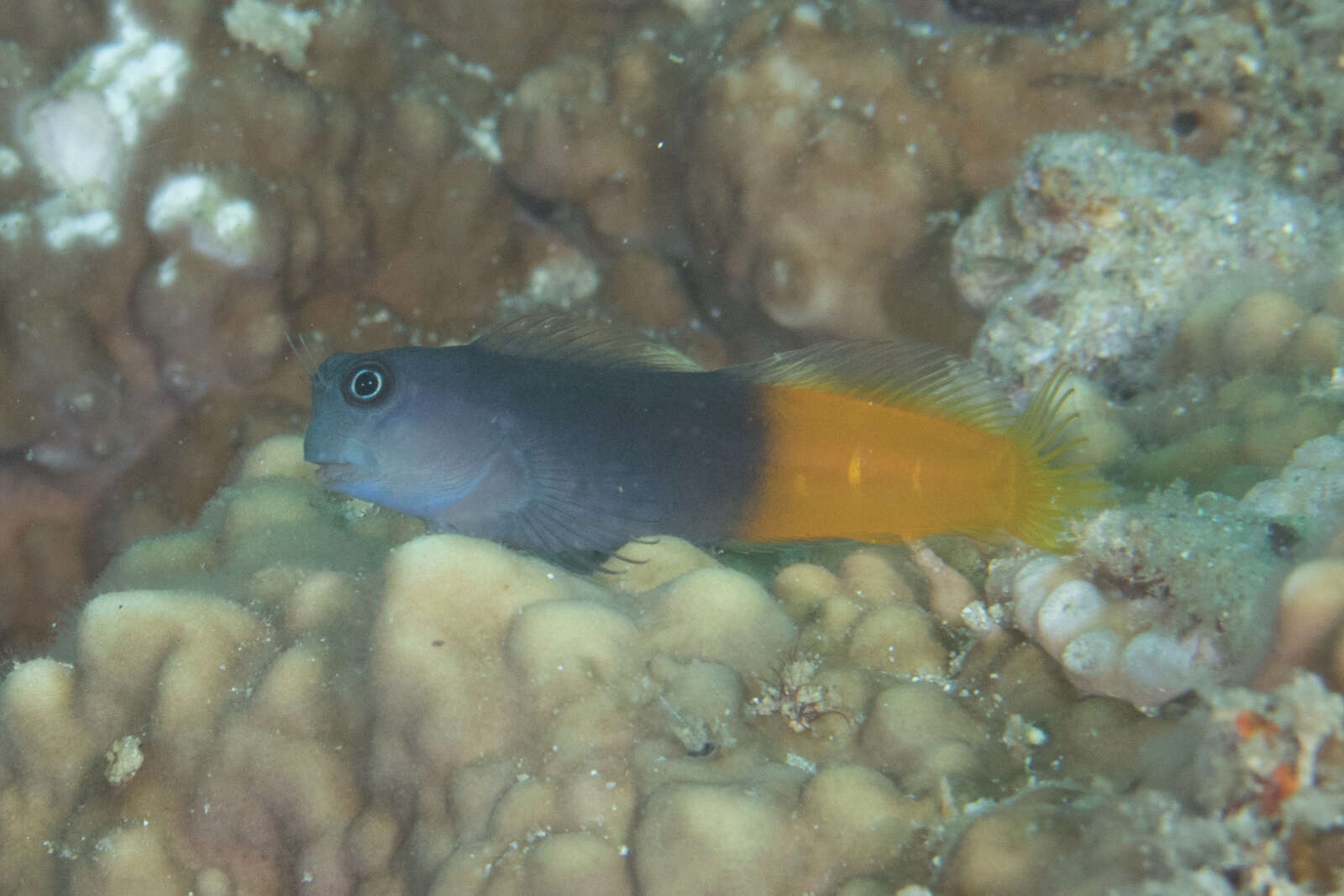 Image of Bicolor Blenny