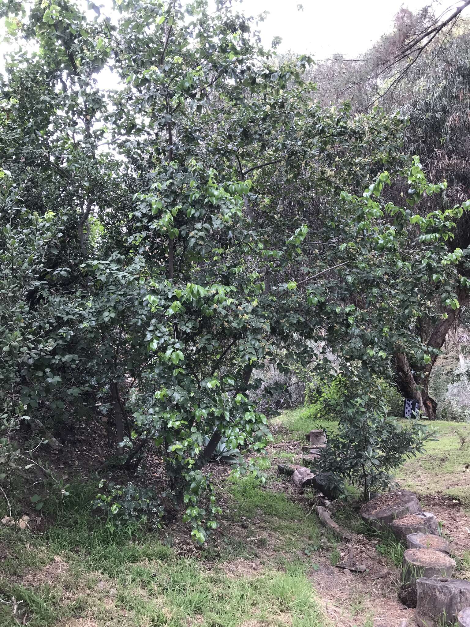 Image of hollyleaf cherry