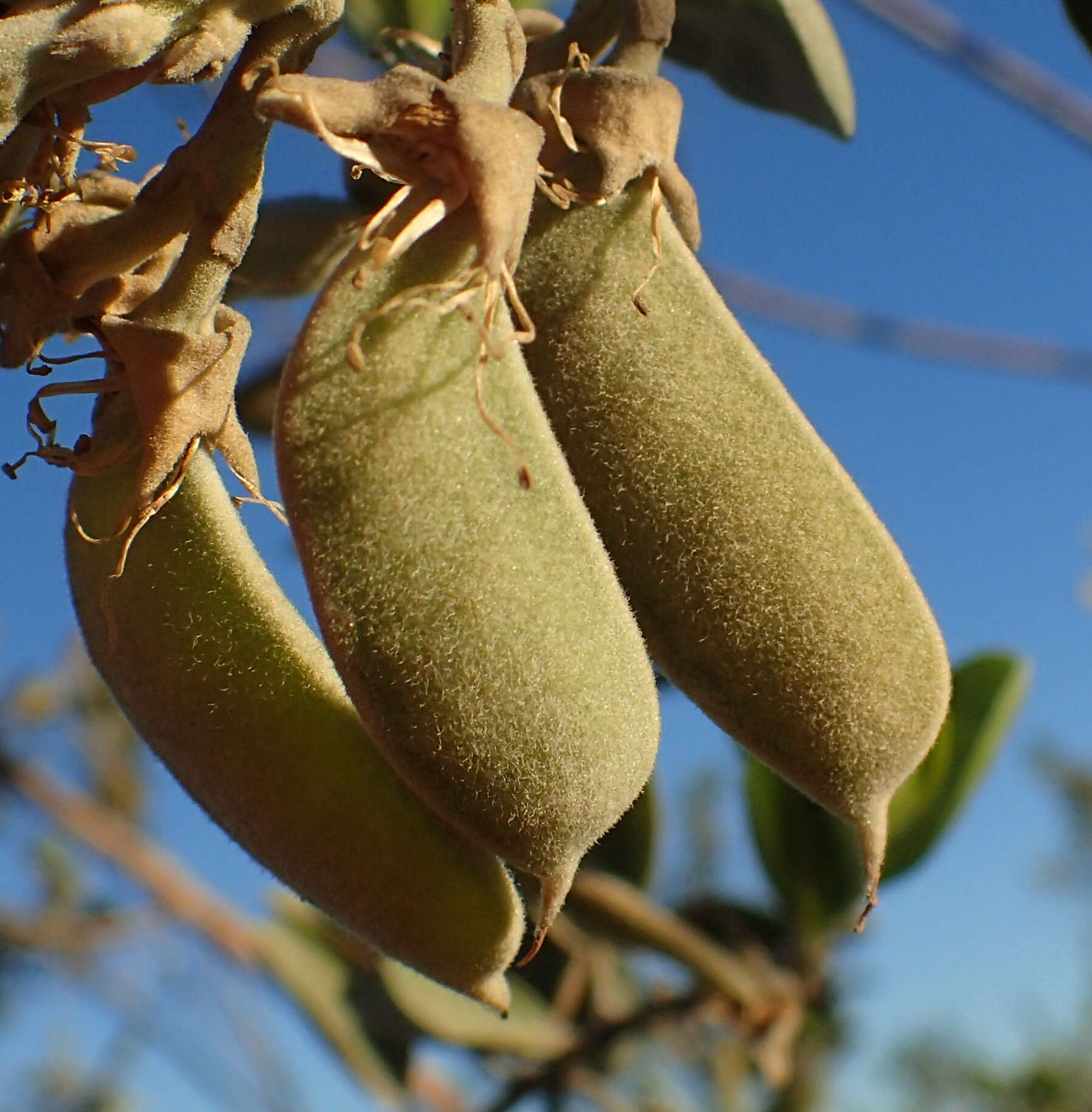 Stirtonanthus taylorianus (L. Bolus) B.-E. van Wyk & A. L. Schutte的圖片