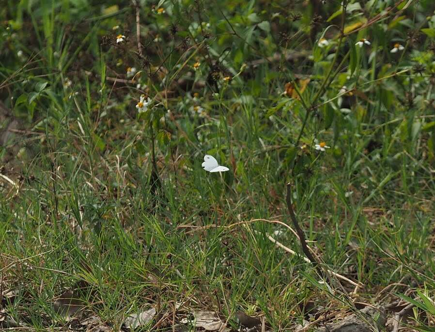 Image of <i>Leptosia nina niobe</i>