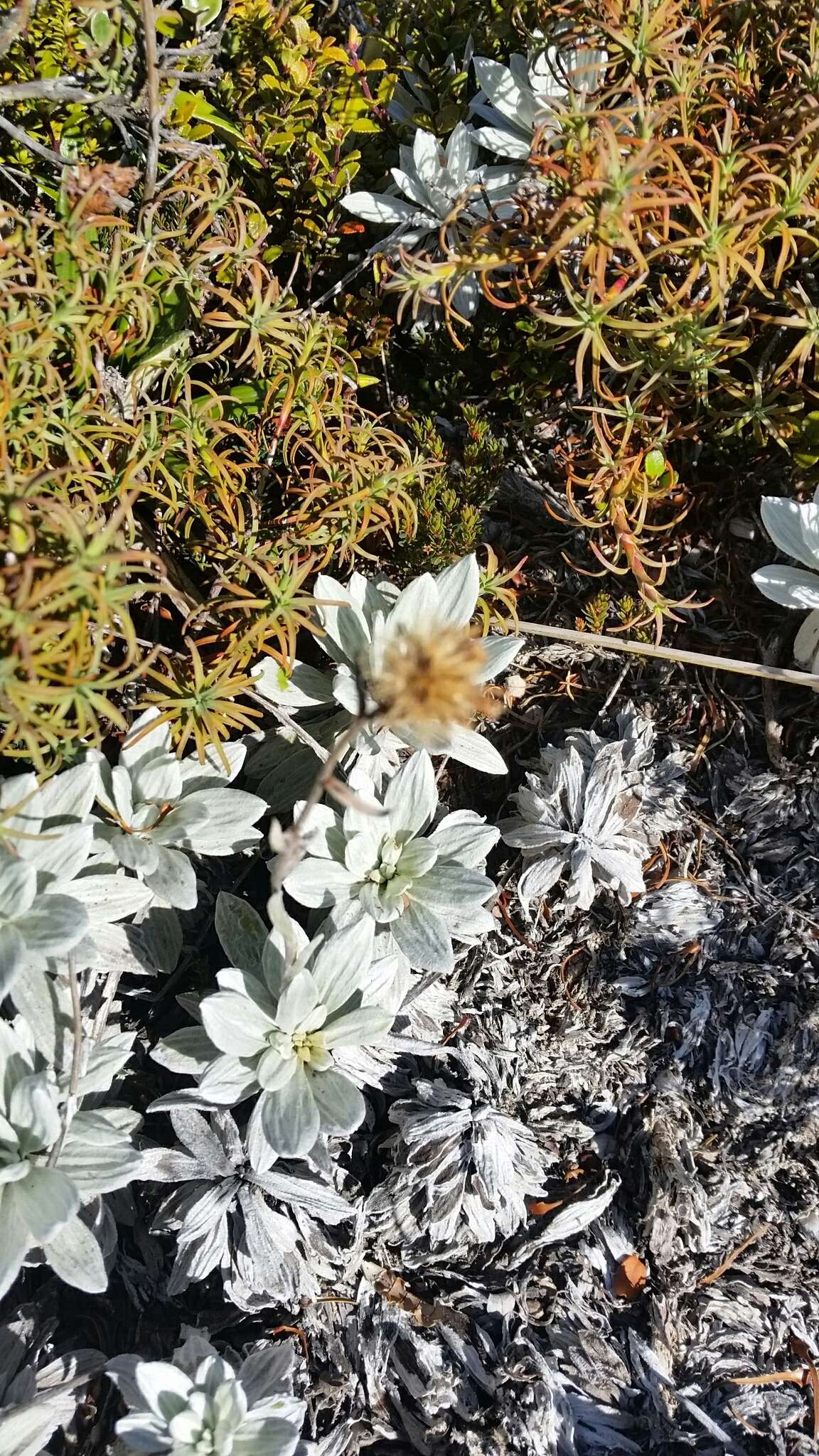 Image of white mountain daisy