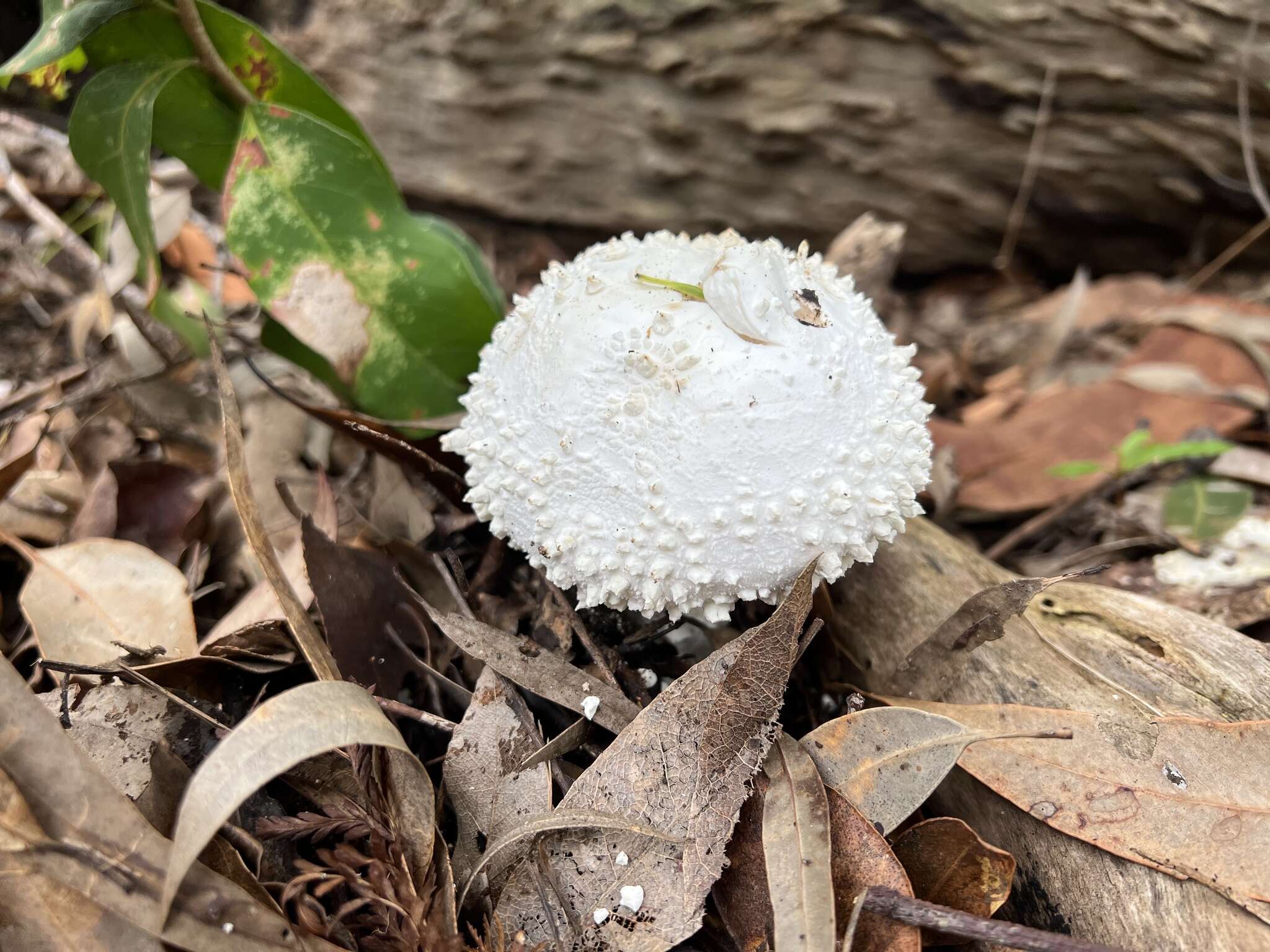 Image of Amanita pyramidifera D. A. Reid 1978