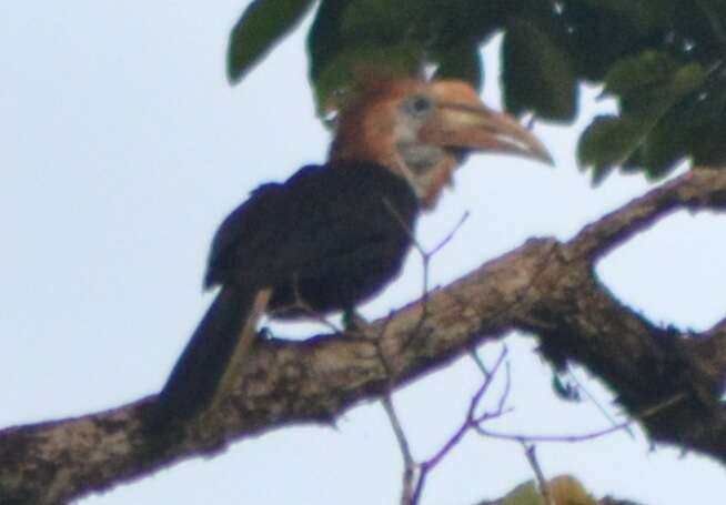 Image of Yellow-casqued Hornbill