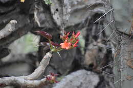 Image of Jatropha macrantha Müll. Arg.