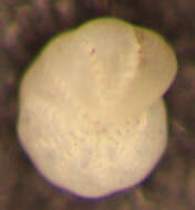 Image of Cribroelphidium excavatum (Terquem 1875)