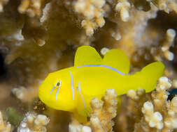 Image of Lemon coralgoby