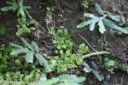 Selaginella devolii H. M. Chang, P. F. Lu & W. L. Chiou resmi