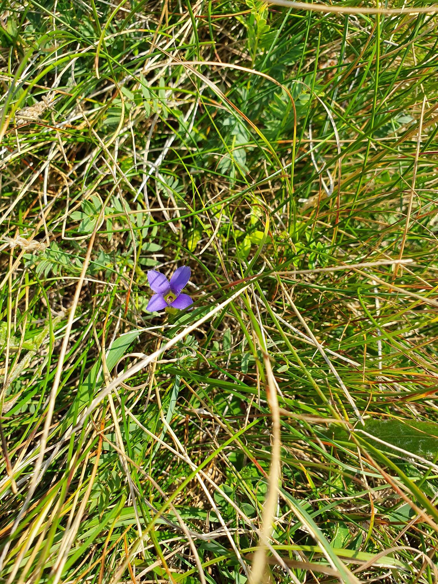 Gentianopsis ciliata (L.) Ma的圖片