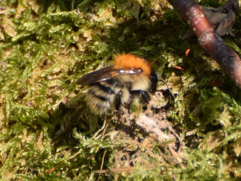 Image of Common carder bumblebee