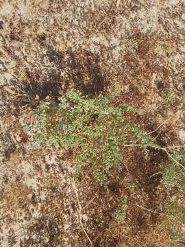 Image of Tetraena hamiensis (Schweinf.) Beier & Thulin