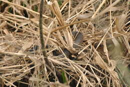 Image of Mississippi Green Water Snake