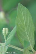 Plancia ëd Lonicera morrowii Gray