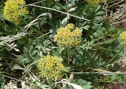 Image of Canyonlands biscuitroot