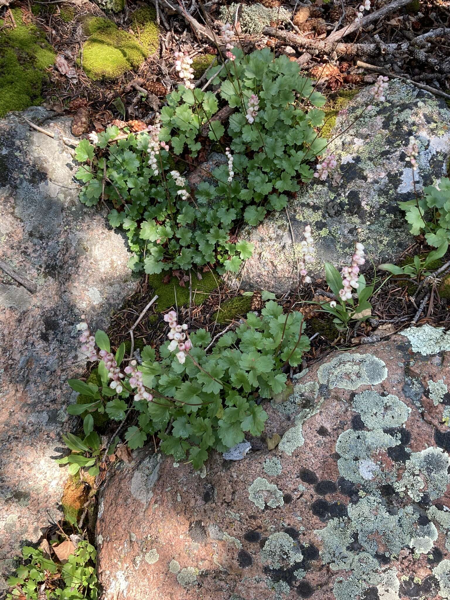 Image of Front Range alumroot