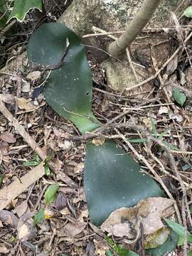 Imagem de Haemanthus deformis Hook. fil.