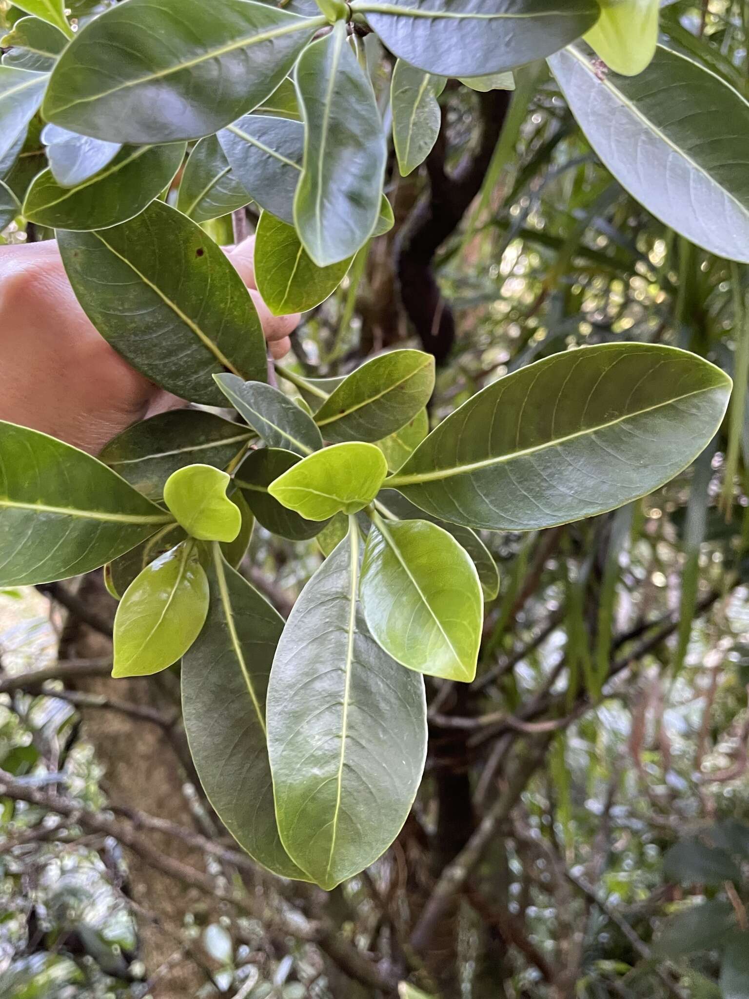 Image of forest wild coffee