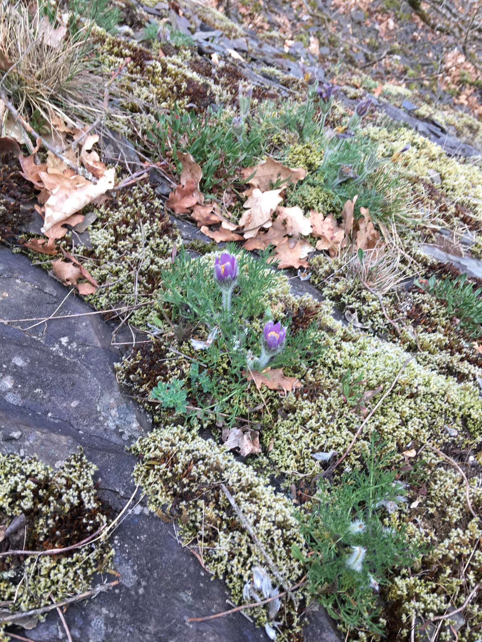 Imagem de Pulsatilla vulgaris Miller