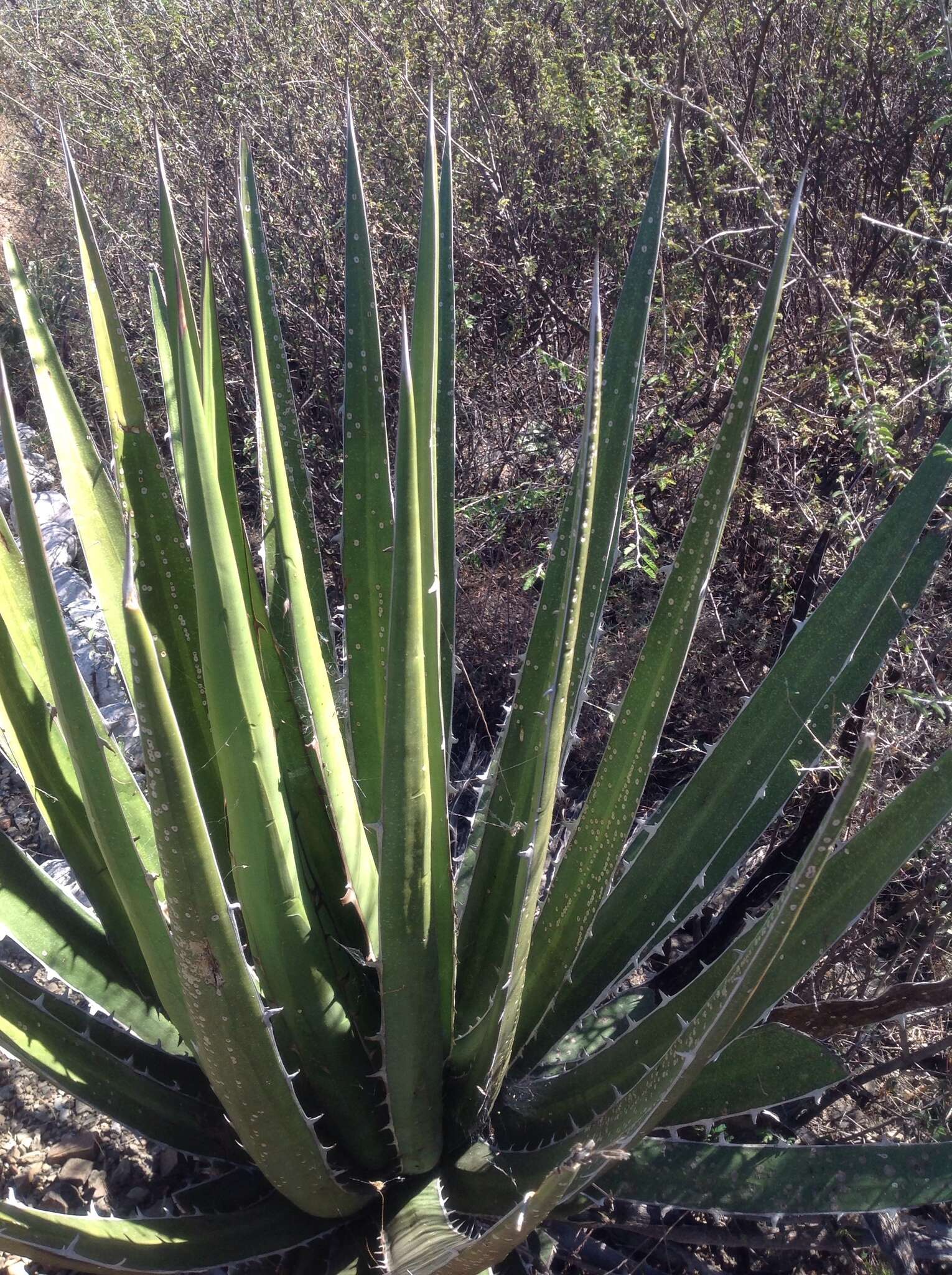 Image of Agave kerchovei Lem.