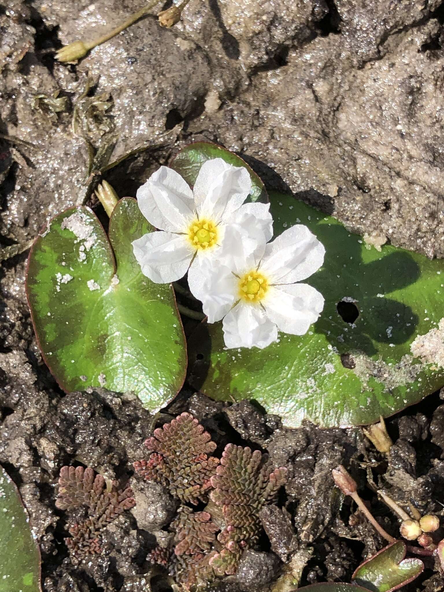 Image of white water snowflake