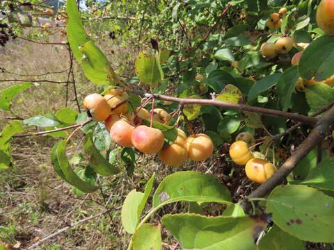 Image of crab apple