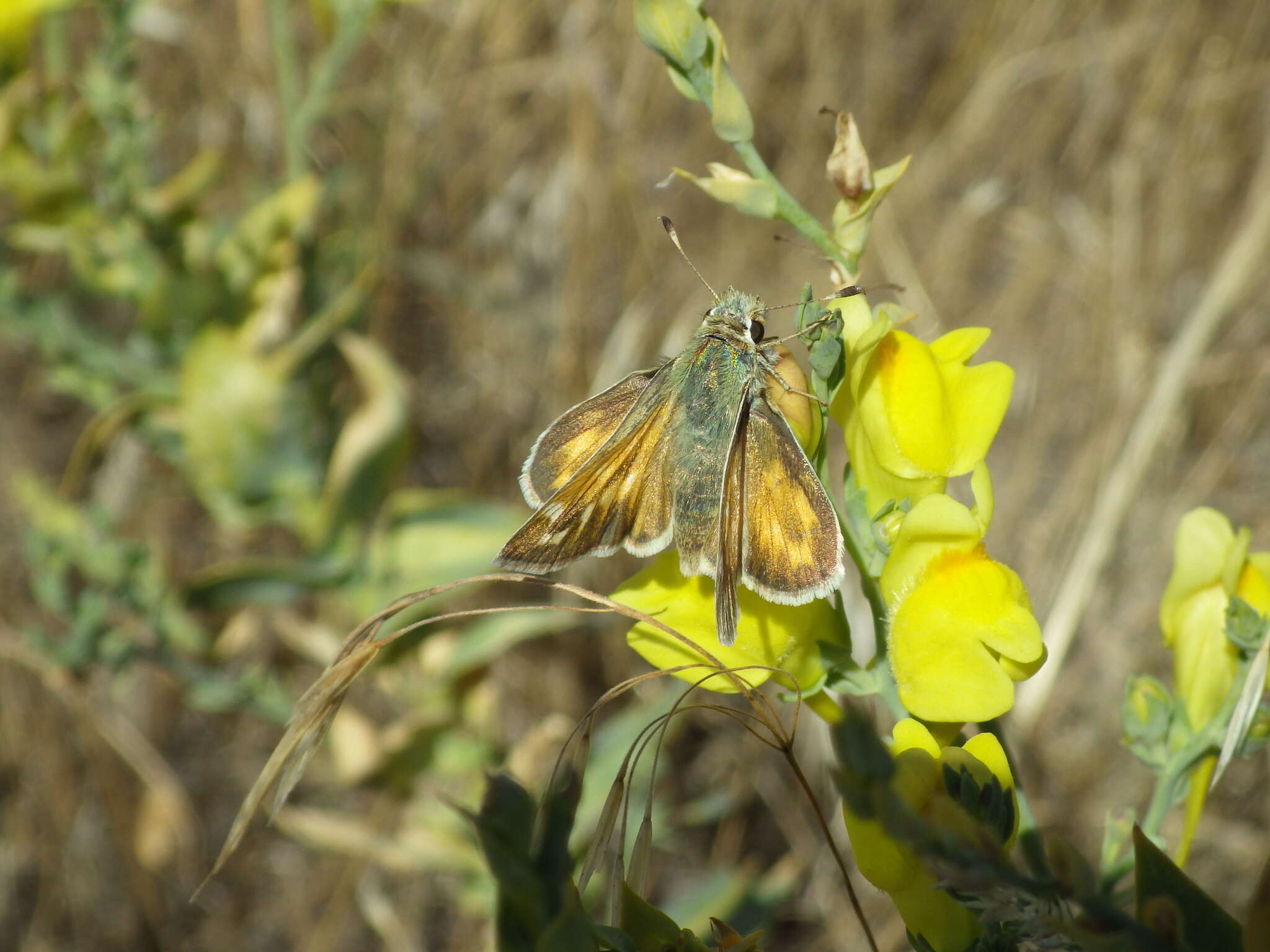 Image of Juba Skipper