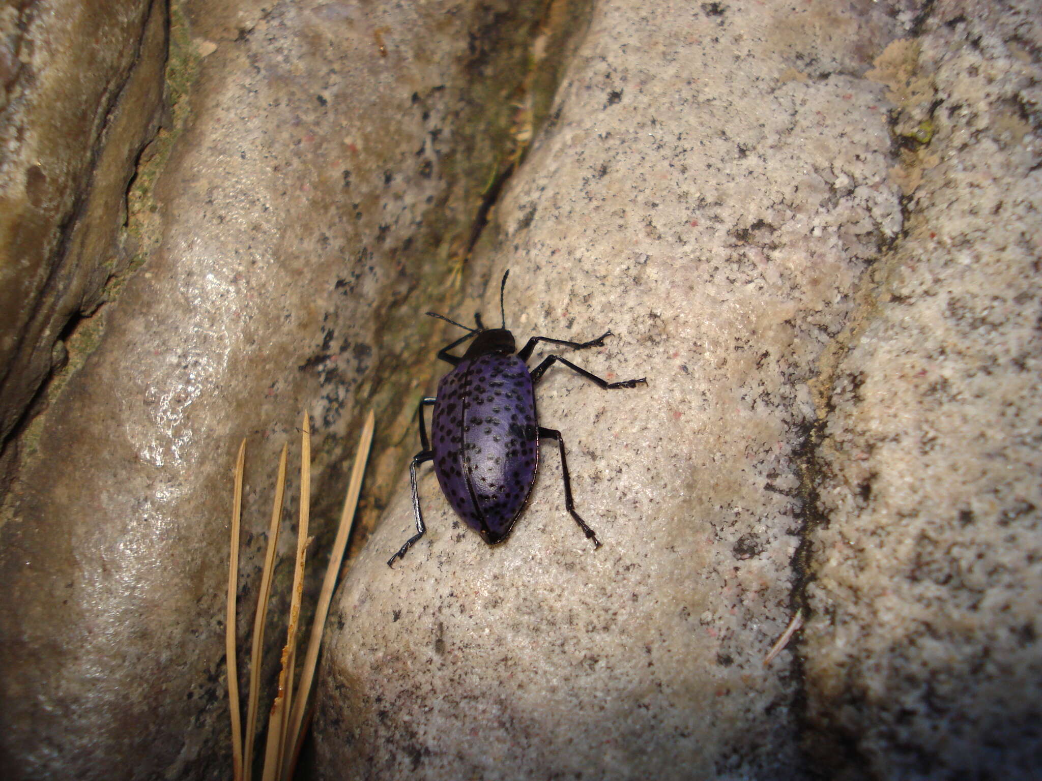 Image of Gibbifer californicus (Lacordaire 1842)