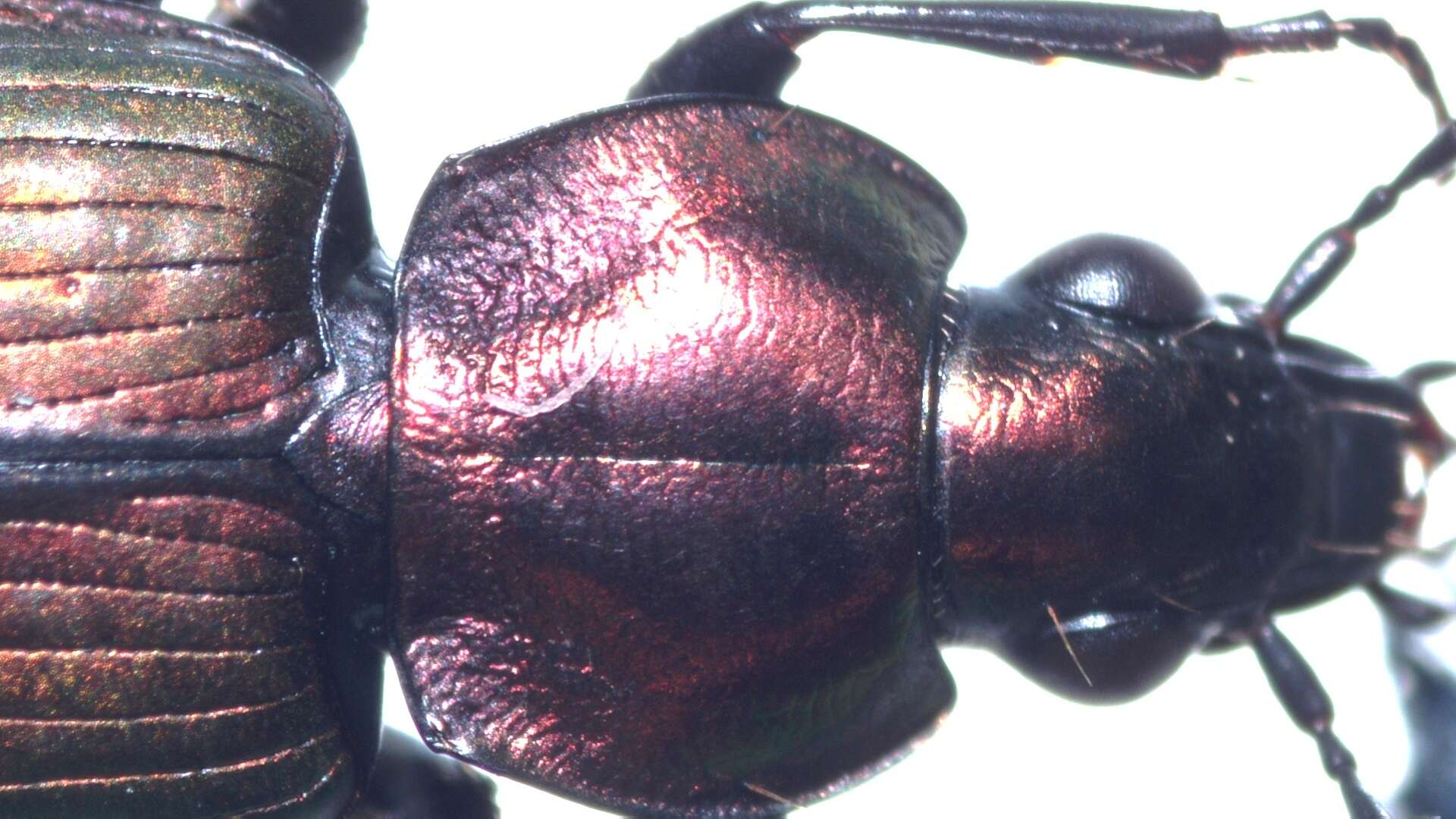 Image of Agonum (Olisares) viridicupreum (Goeze 1777)