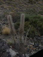 Image of Echium wildpretii H. H. W. Pearson ex Hook. fil.