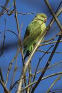 Image of Ring-necked Parakeet