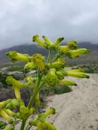 Image of Nicotiana solanifolia Walp.