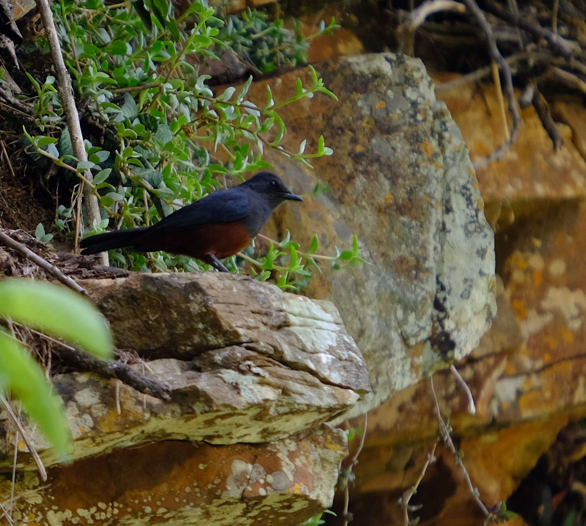 Image of Thamnolaea Cabanis 1851