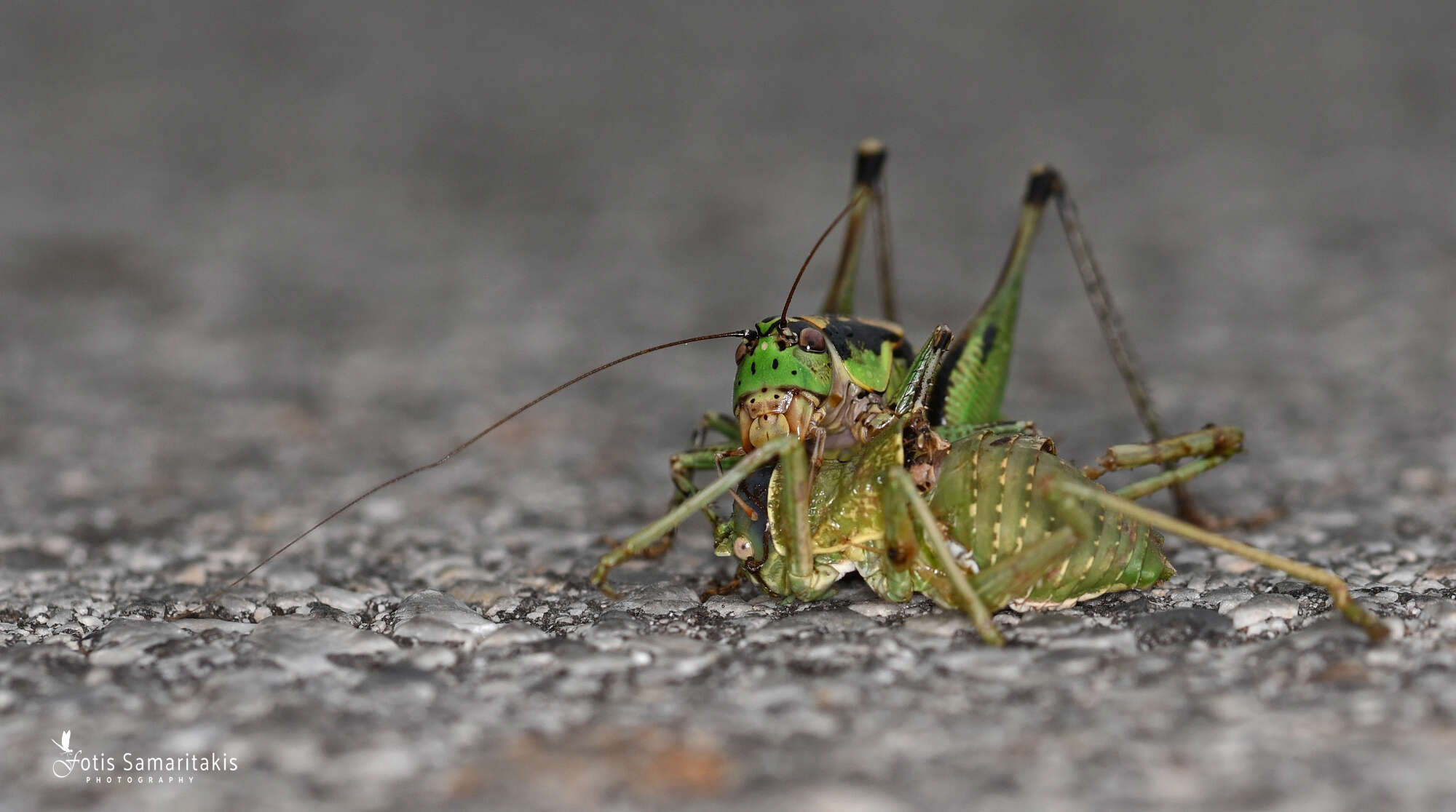 Image of Eupholidoptera giuliae Massa 1999