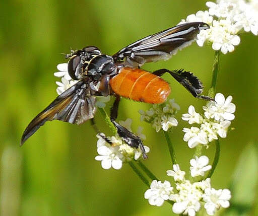 Image of Tachinid fly