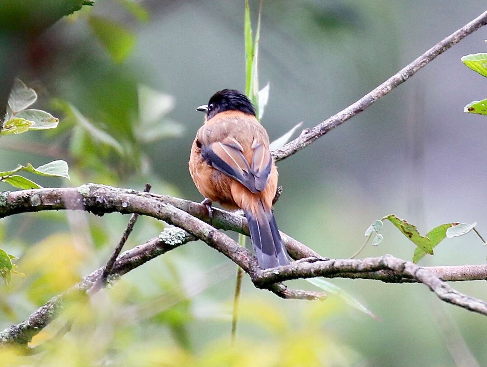 Image of Rufous Sibia