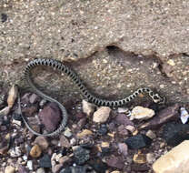 Image of Horseshoe Whip Snake