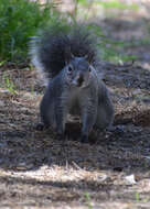 Imagem de Sciurus subgen. Hesperosciurus Nelson 1899