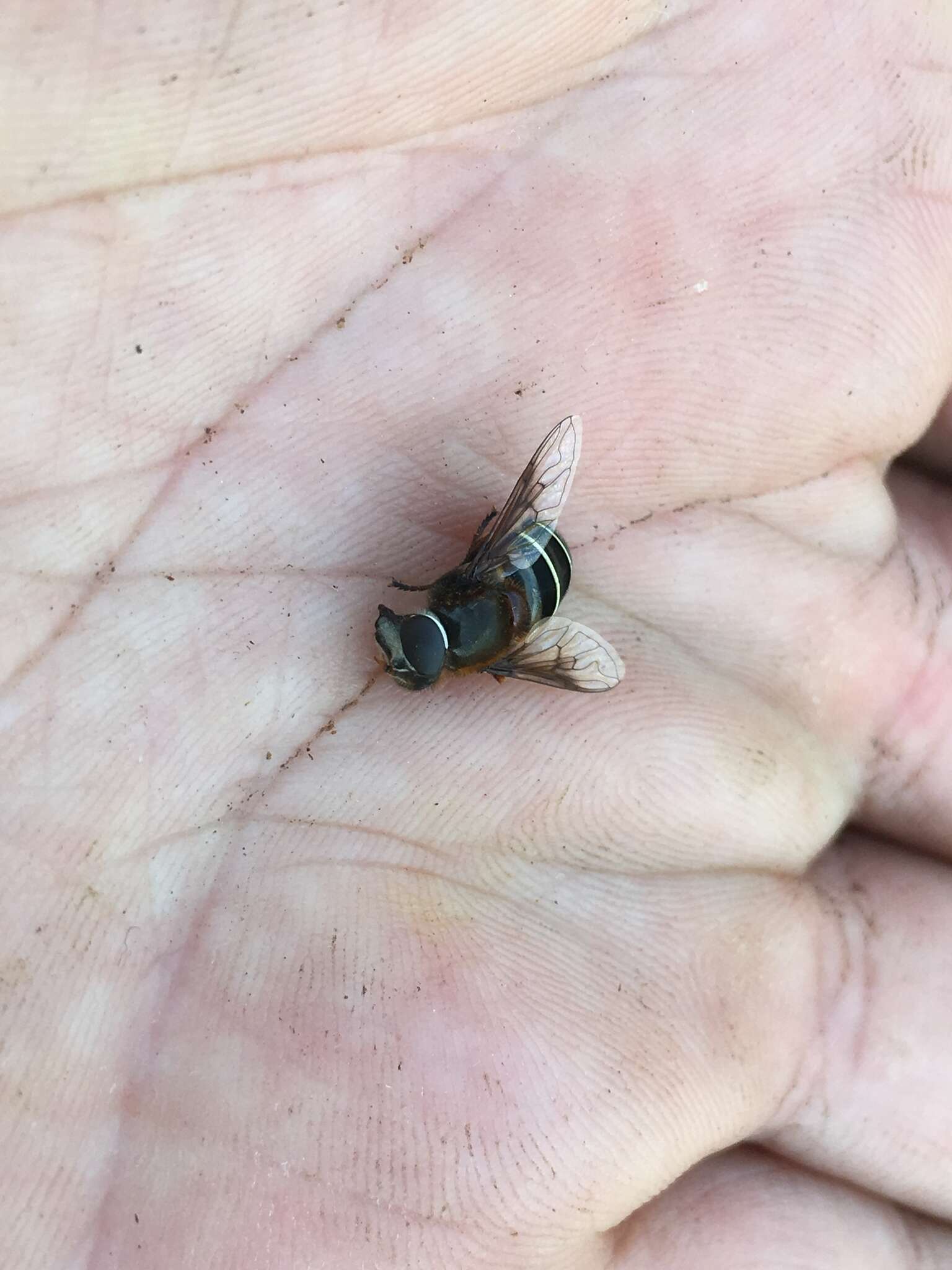 Слика од Eristalis cryptarum (Fabricius 1794)