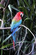 Image of Red-and-green Macaw