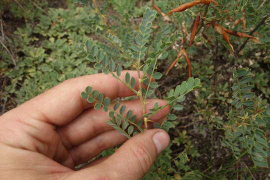 Image of Caragana buriatica Peschkova