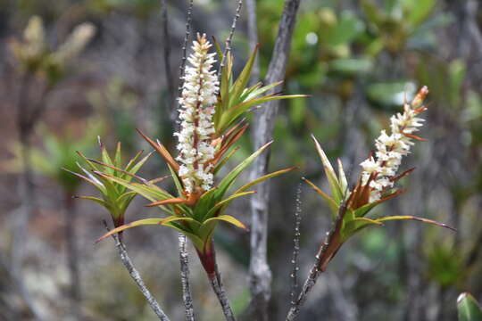 Image of Dracophyllum ramosum Panch. ex Brongn. & Gris