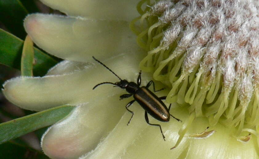 Plancia ëd Protea scolymocephala (L.) Reich.