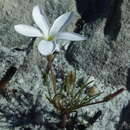 Слика од Oxalis polyphylla var. alba T. M. Salter