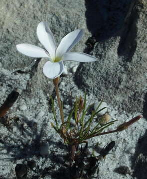 Image of Oxalis polyphylla Jacq.