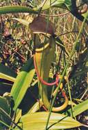 Image of Madagascar pitcher plant