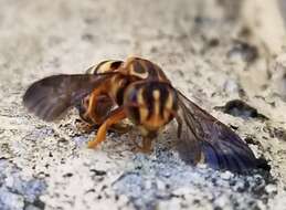 Image of Epanthidium tigrinum (Schrottky 1905)