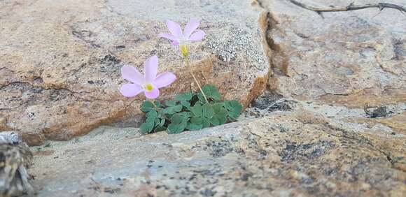 Image of Oxalis pocockiae L. Bolus