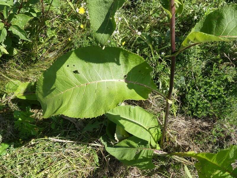 Image of Inula racemosa Hook. fil.