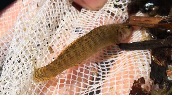 Image of Fantail Darter